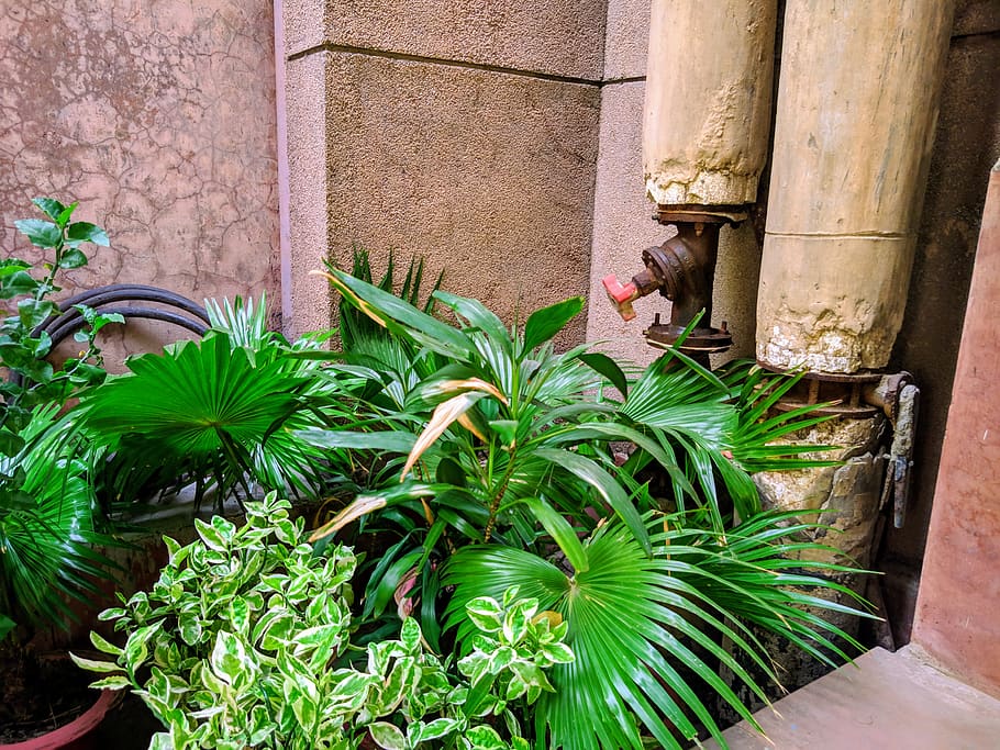 plant, architecture, building, column, pillar, pipes, nature HD wallpaper