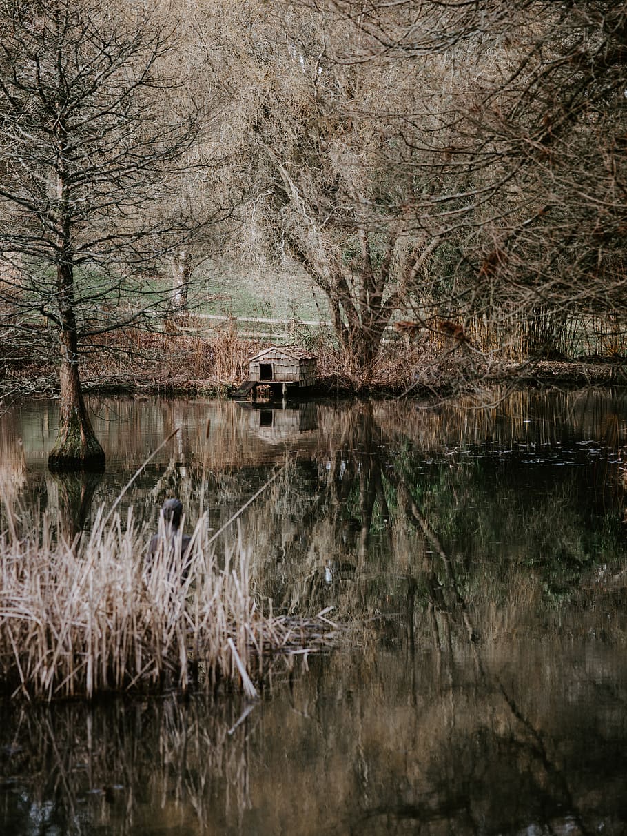 brown house on river, tree, water, plant, reflection, lake, tranquility HD wallpaper