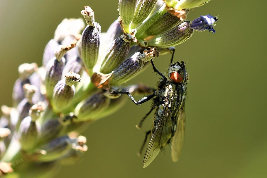 fly, diptera, insect, nature, macro, flying, wayside, botany HD wallpaper