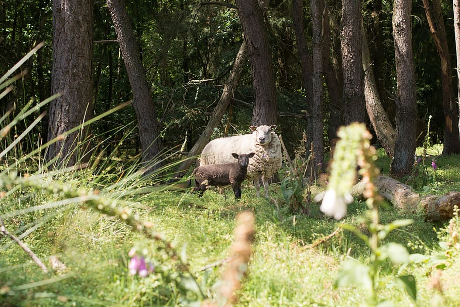 sheep, forest, walking, resting, nature, landscape, trees, animals HD wallpaper