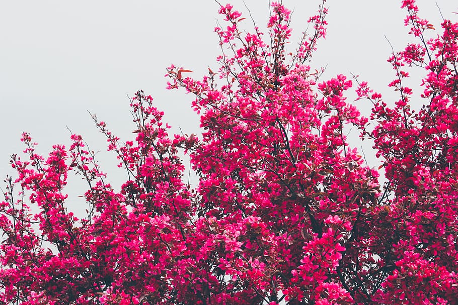 pink cherry blossom, pink color, plant, growth, low angle view HD wallpaper