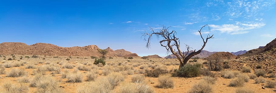Bare Tree on Desert Land, africa, arid, barren, bush, canyon
