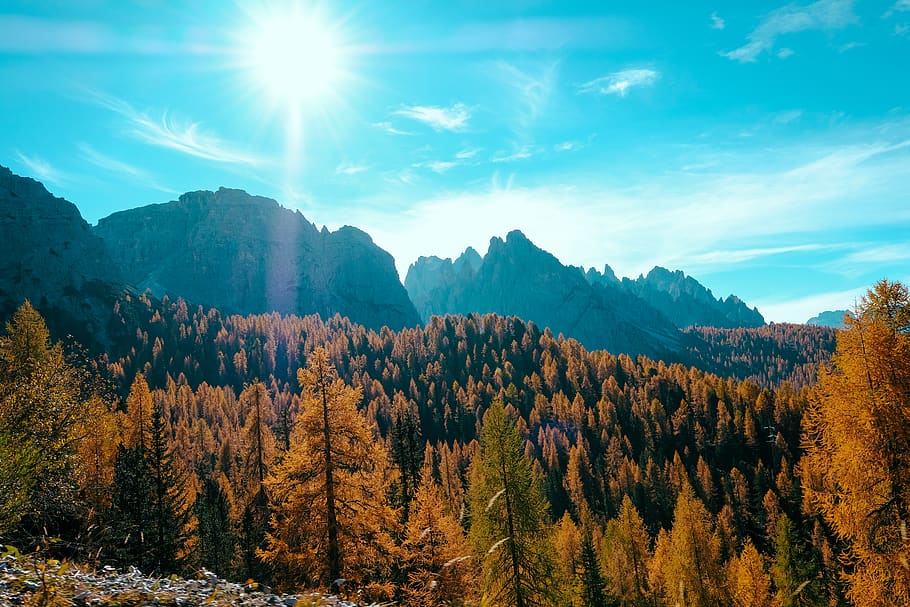 Tall Trees Under Blue Sky, adventure, bright, conifer, daylight HD wallpaper
