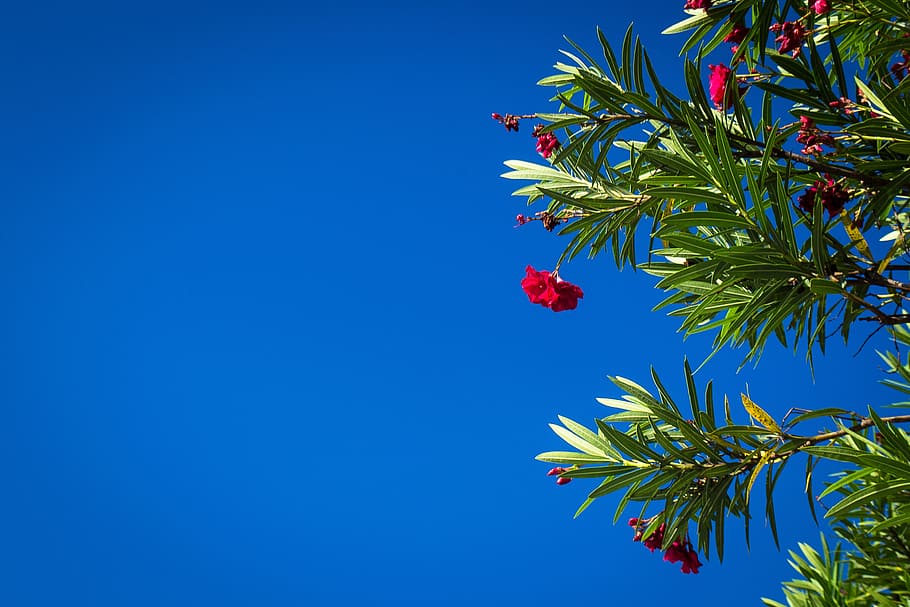 Red Flowers, bloom, blossom, branch, flora, leaves, plant, sky HD wallpaper