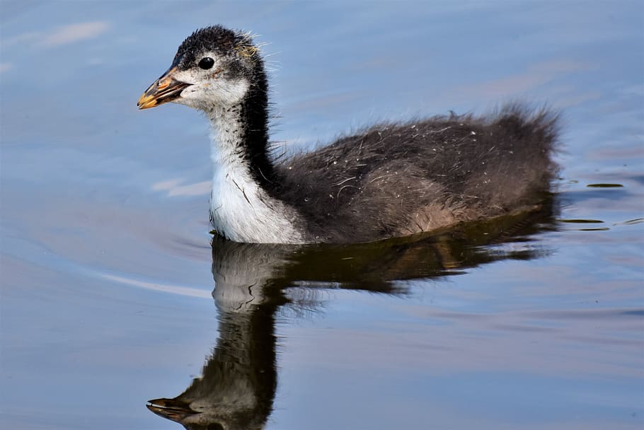 coot, duck, chicks, water bird, young animal, bill, feather HD wallpaper