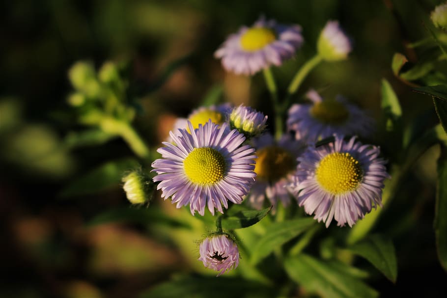 flower, power, sun, fall, flowering plant, freshness, beauty in nature HD wallpaper
