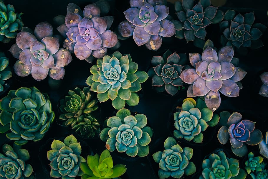 high-angle view of succulent plants, pattern, ornament, fractal, HD wallpaper
