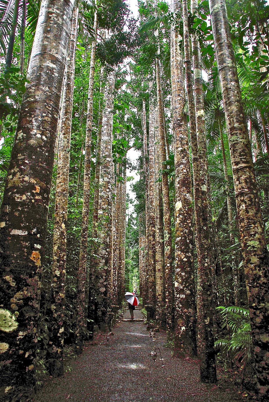 trunks, trees, path, tall, forest, nature, mystical, trail HD wallpaper