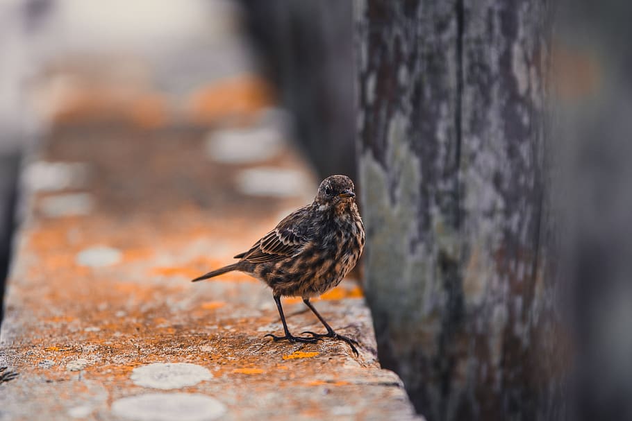 gray bird, animal, sparrow, anthus, finch, rust, wood, blackbird HD wallpaper