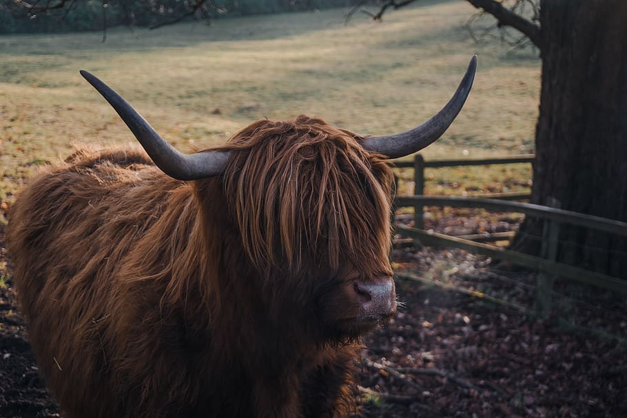 brown yak, mammal, cow, cattle, animal, bull, longhorn, ground HD wallpaper