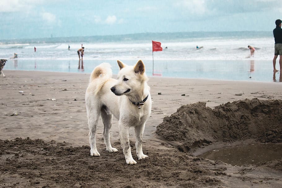 indonesia, bali, waves, sand, summer, dog, holiday, vacation HD wallpaper