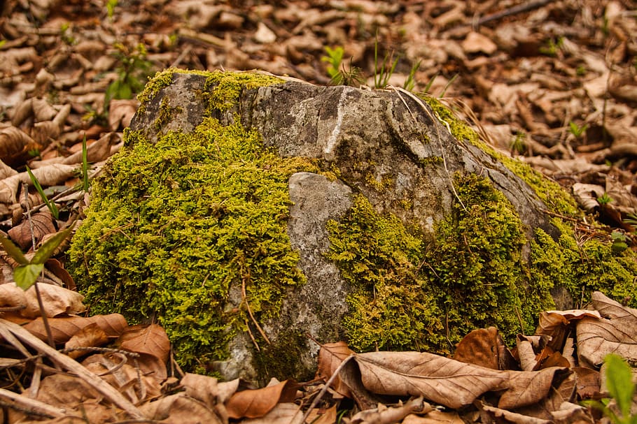 forest, moss, leaves, stone, photography, hobby, nature, scenic HD wallpaper