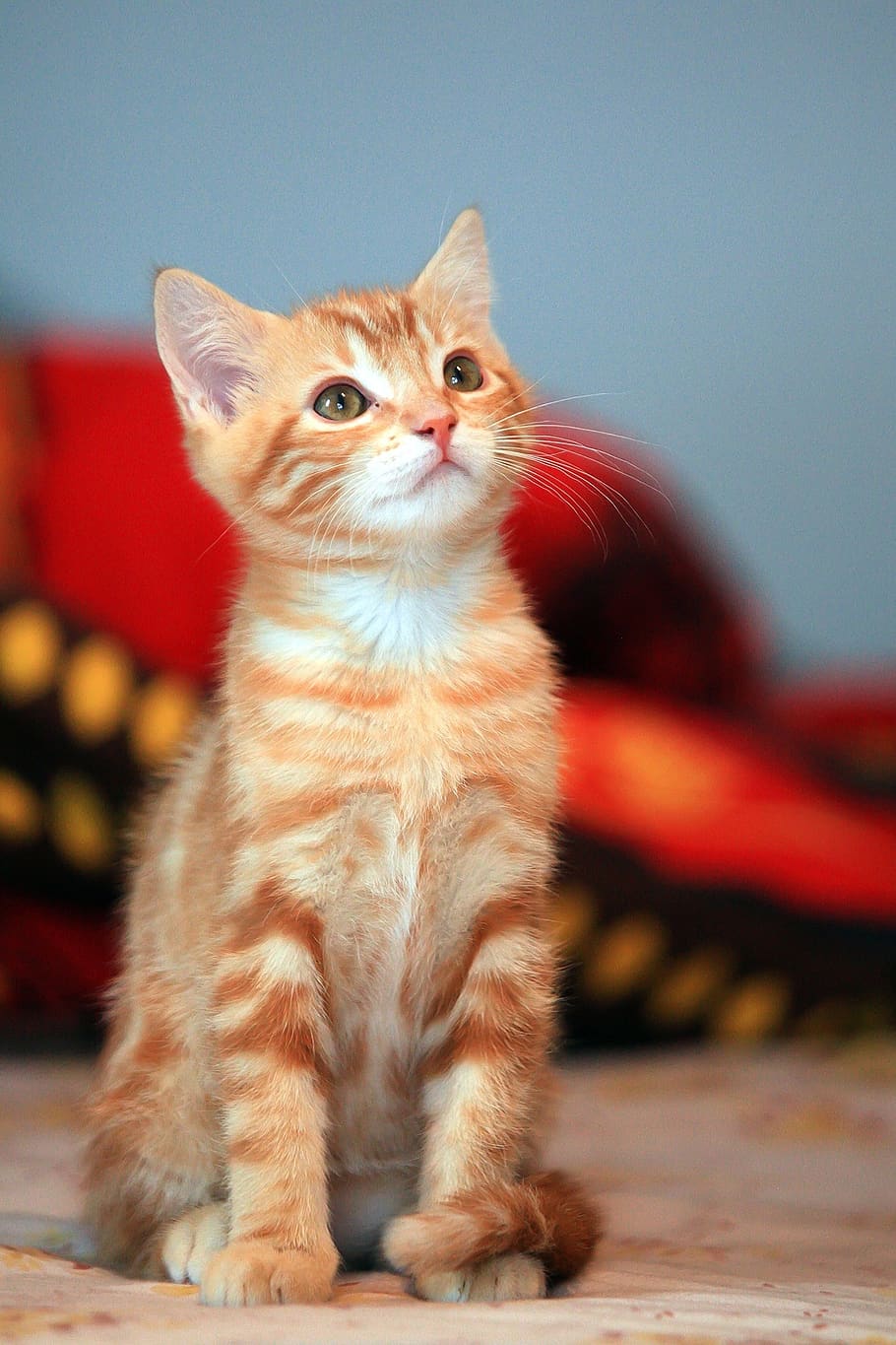 cat, cute, kitten, animal, domestic, pets, domestic animals HD wallpaper