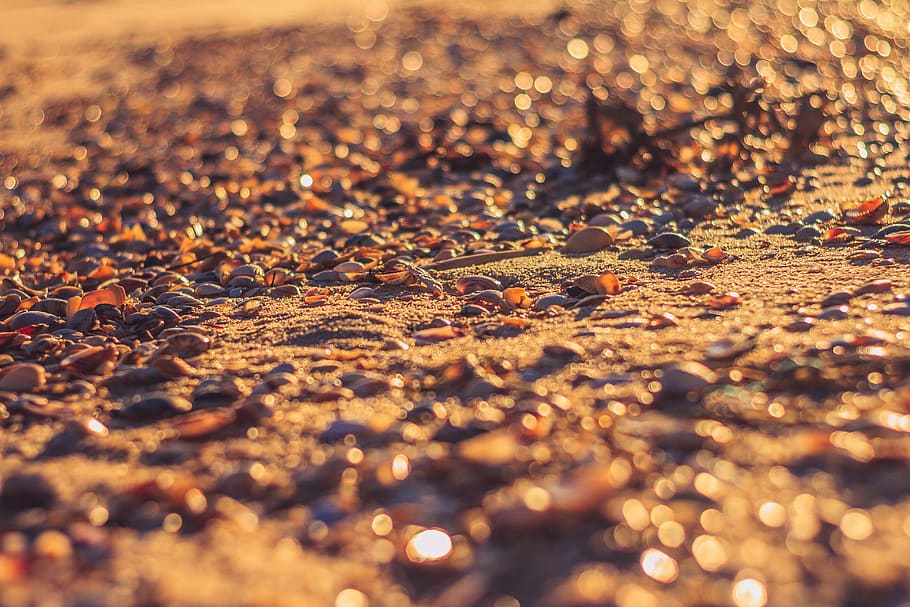 sand during sunset, portugal, tavira, beach, pebble, shell, shiny HD wallpaper
