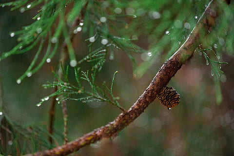Green Pine Branch in Selective-focus Photography, blur, close-up HD wallpaper