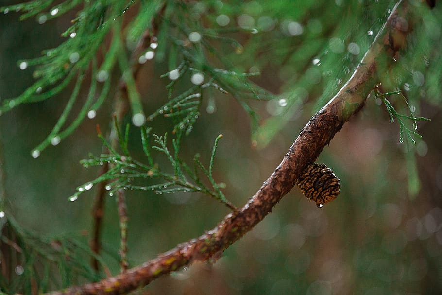 Green Pine Branch in Selective-focus Photography, blur, close-up HD wallpaper