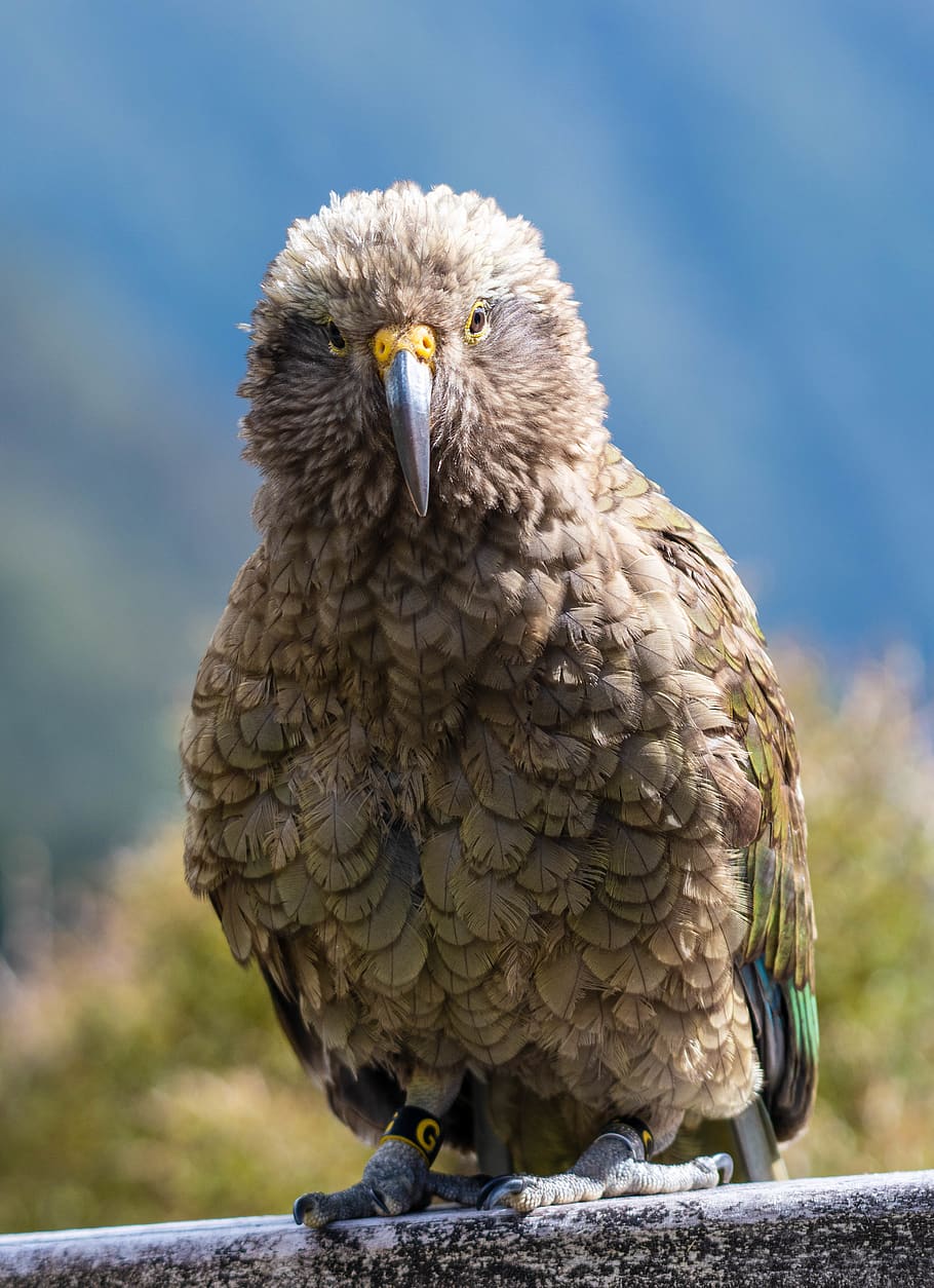 brown bird, new zealand, eagle, animal, parrot, kea, beak, animals in the wild