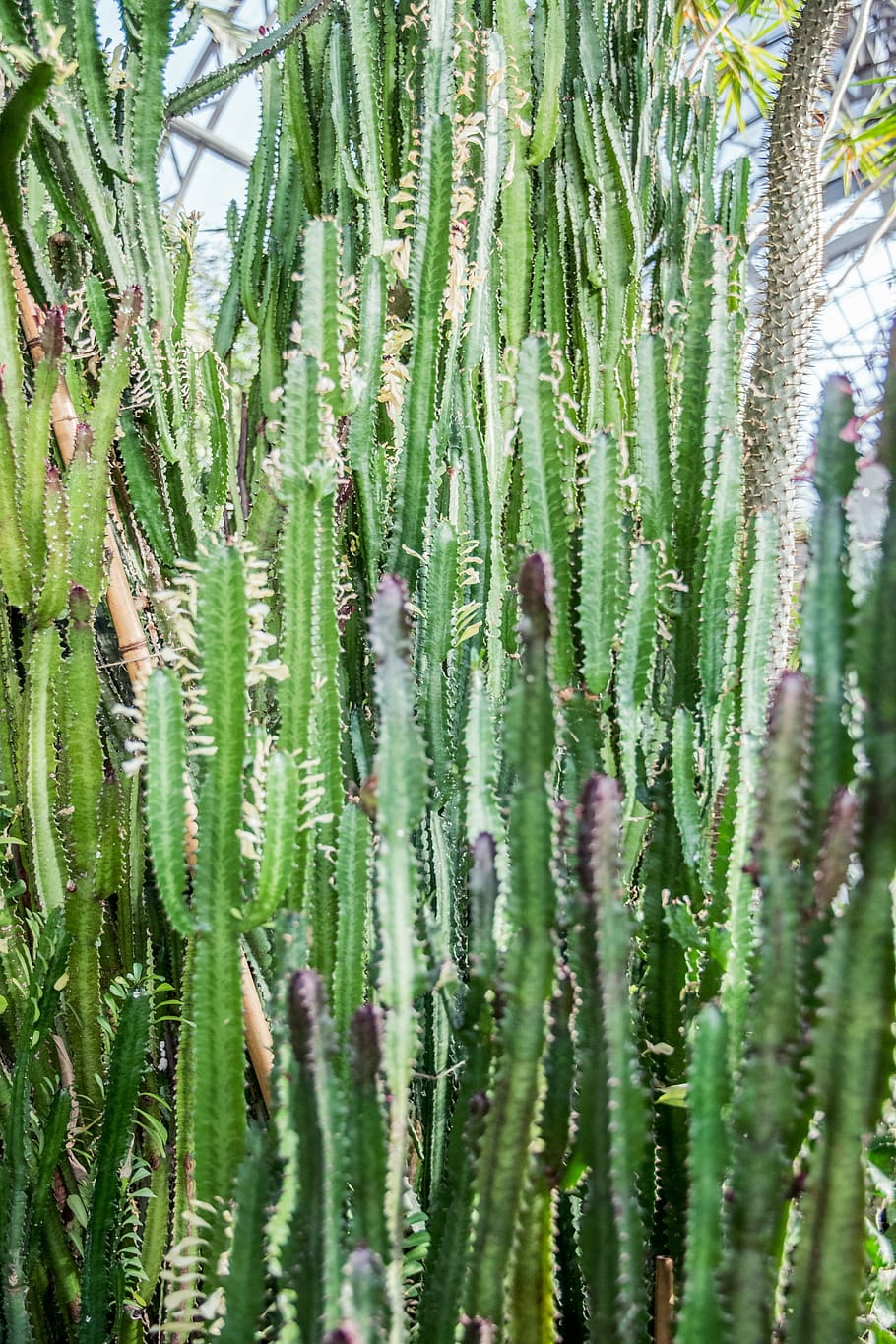 plant, cactus, grass, moss, fern, aloe, tire, blossom, lupin HD wallpaper