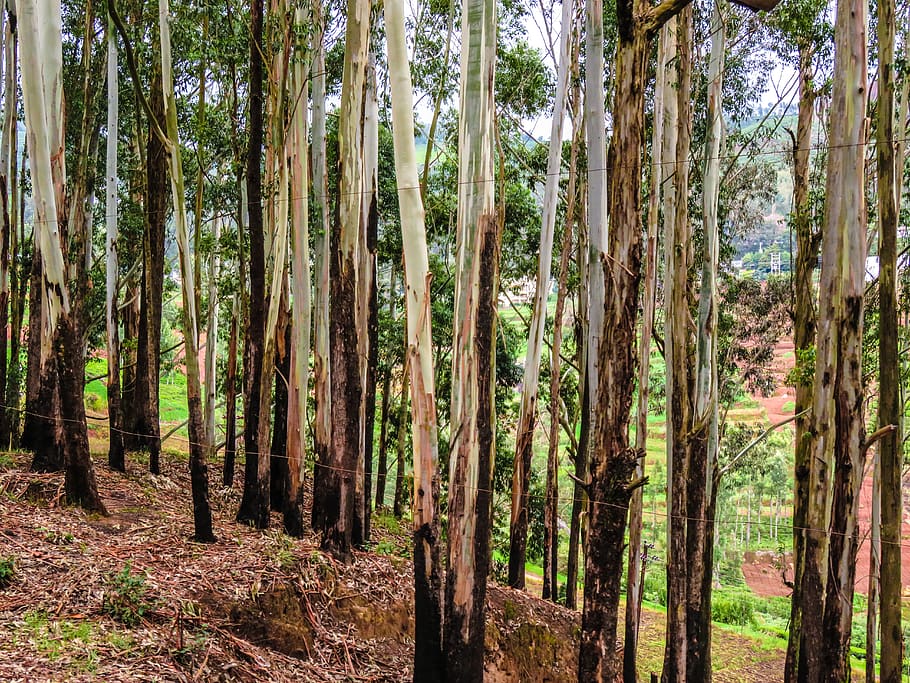 forest, trees, woods, nature, adventures, tall trees, plants HD wallpaper