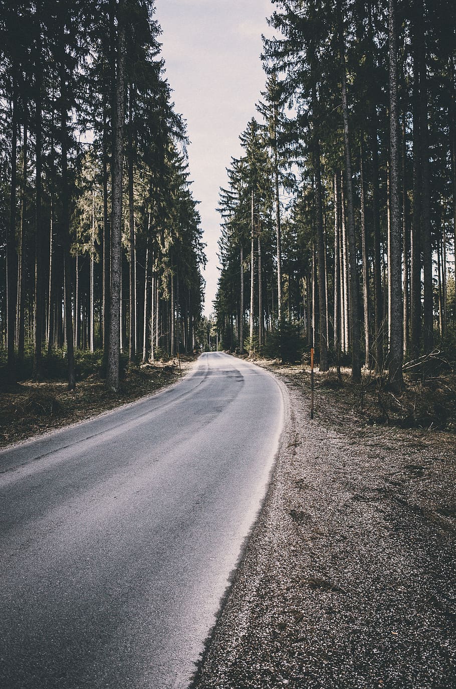 austria, linz, nature, forest, road, cx, tree, plant, the way forward HD wallpaper