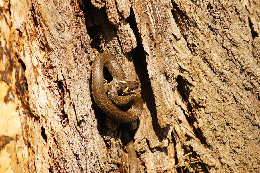 snake, grass snake, gad, protected, animals, nature, scales HD wallpaper