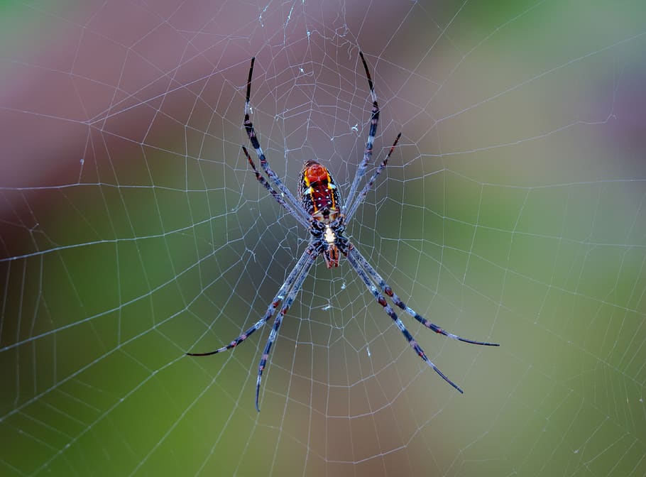 spider, spiderweb, darwin nt, australia, insect, trap, spider web HD wallpaper