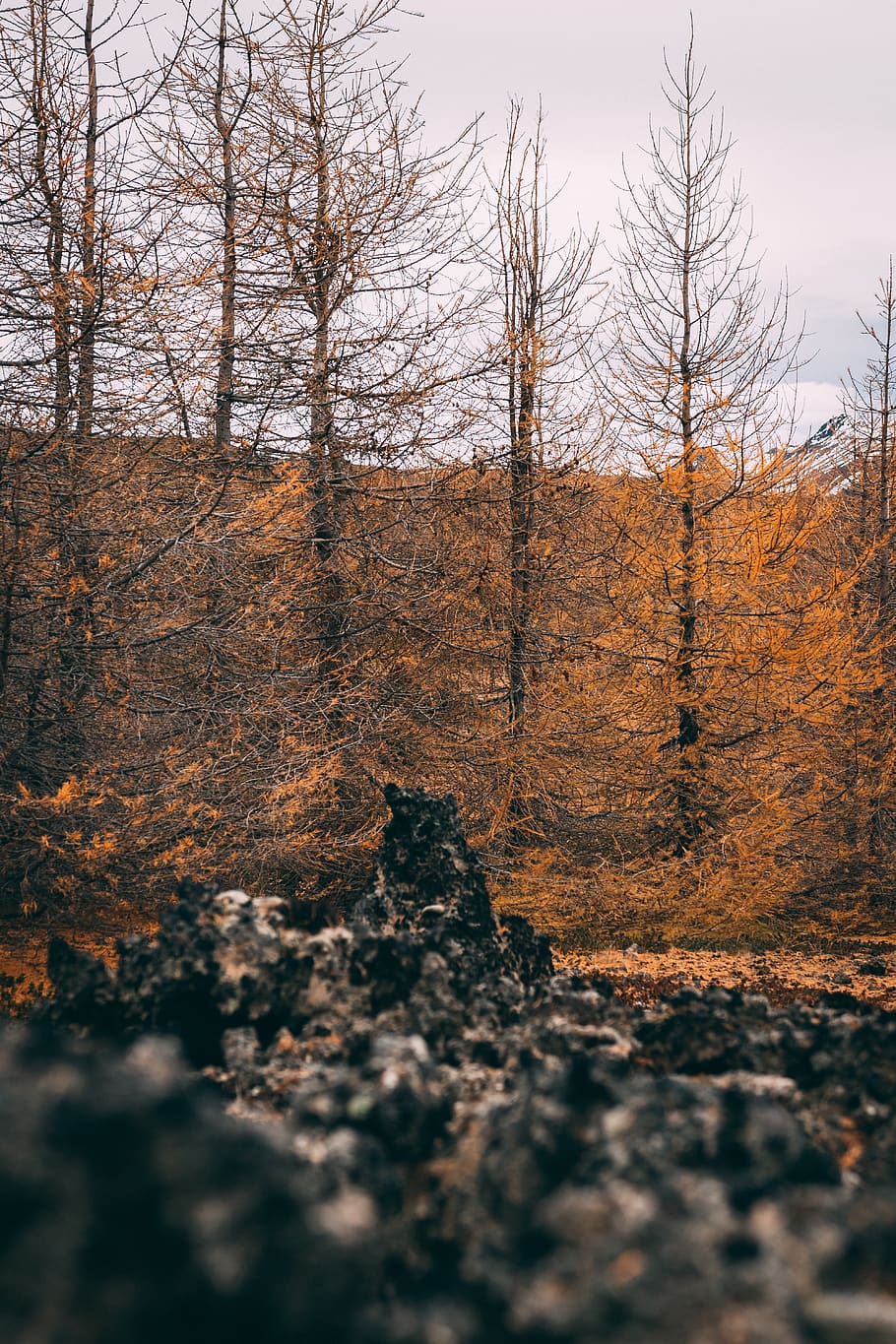 Yellow Trees, color, dawn, daylight, environment, landscape, nature HD wallpaper