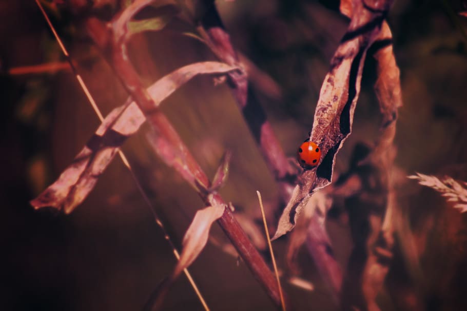 Red Ladybug on Leaf, insect, ladybird, animals in the wild, close-up HD wallpaper
