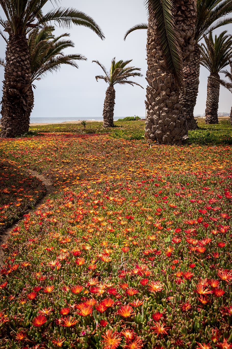 plant, tree, tree trunk, blossom, flower, arecaceae, palm tree HD wallpaper
