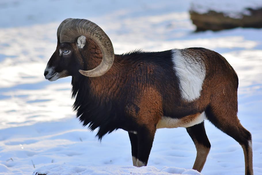 mouflon, bock, winter fur, cold, animal, animal themes, one animal, HD wallpaper