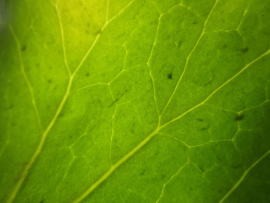 nature, leaf, green, wallpaper, veins, plant part, green color HD wallpaper