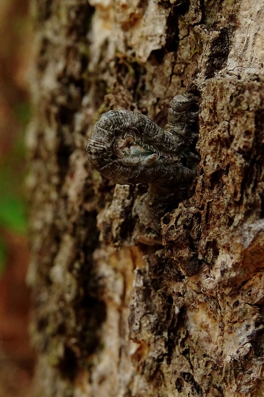 black caterpillar crawling on tree bark, animal themes, tree trunk HD wallpaper