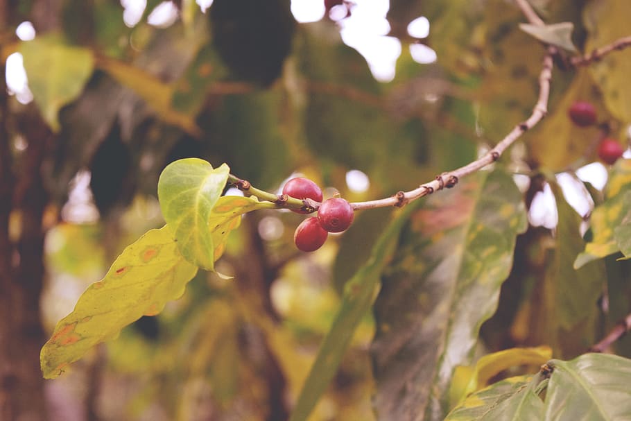coffee, green, fruit, healthy eating, food, food and drink HD wallpaper
