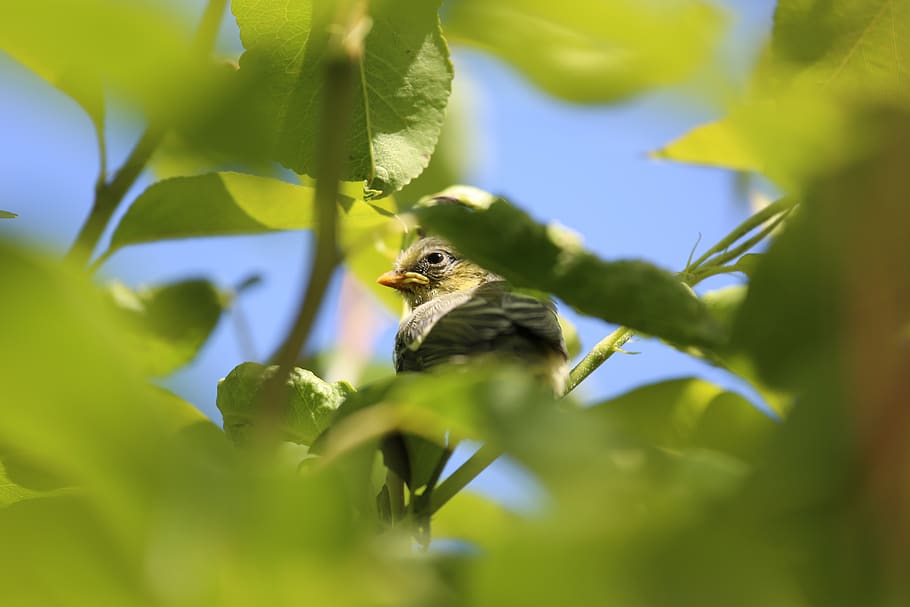 bird, green, animal, animal themes, animal wildlife, one animal HD wallpaper