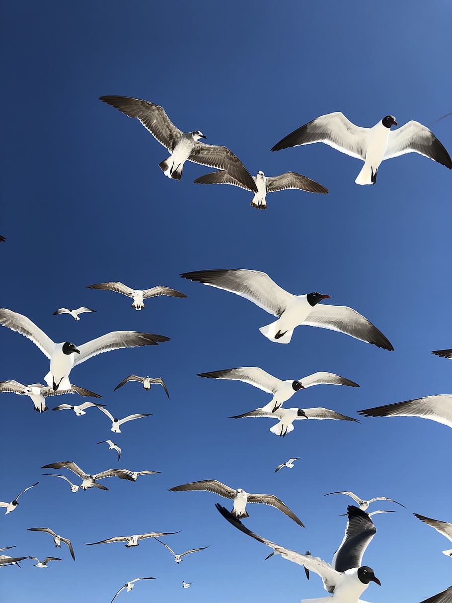 flying birds in the sky, seagull, animal, united states, 1060 gulf blvd