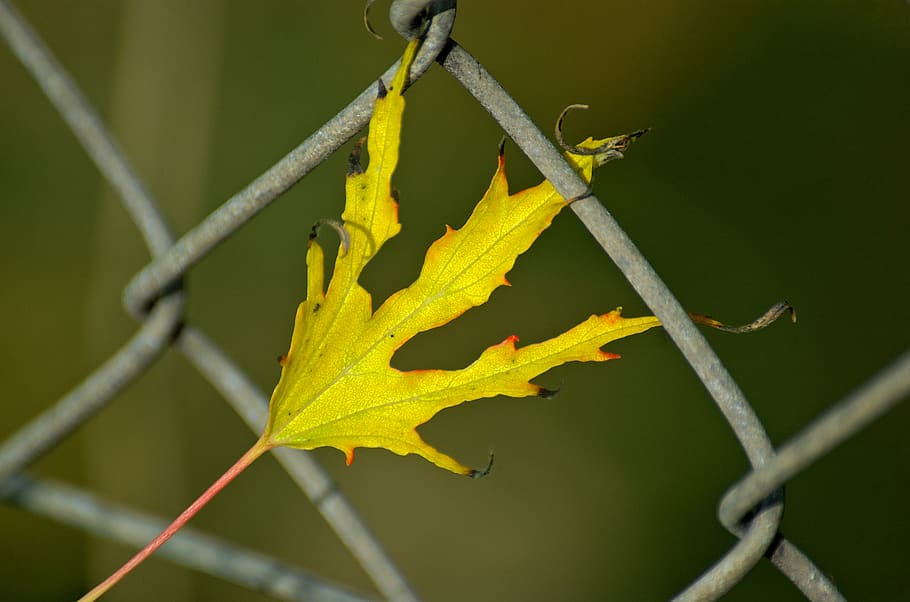 leaf, autumn leaf, leaves, fall foliage, maple, maple leaf HD wallpaper