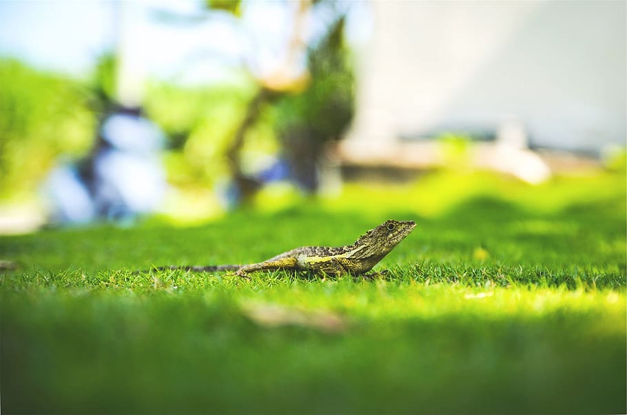 lizard, grass, animal themes, one animal, animal wildlife, green color HD wallpaper
