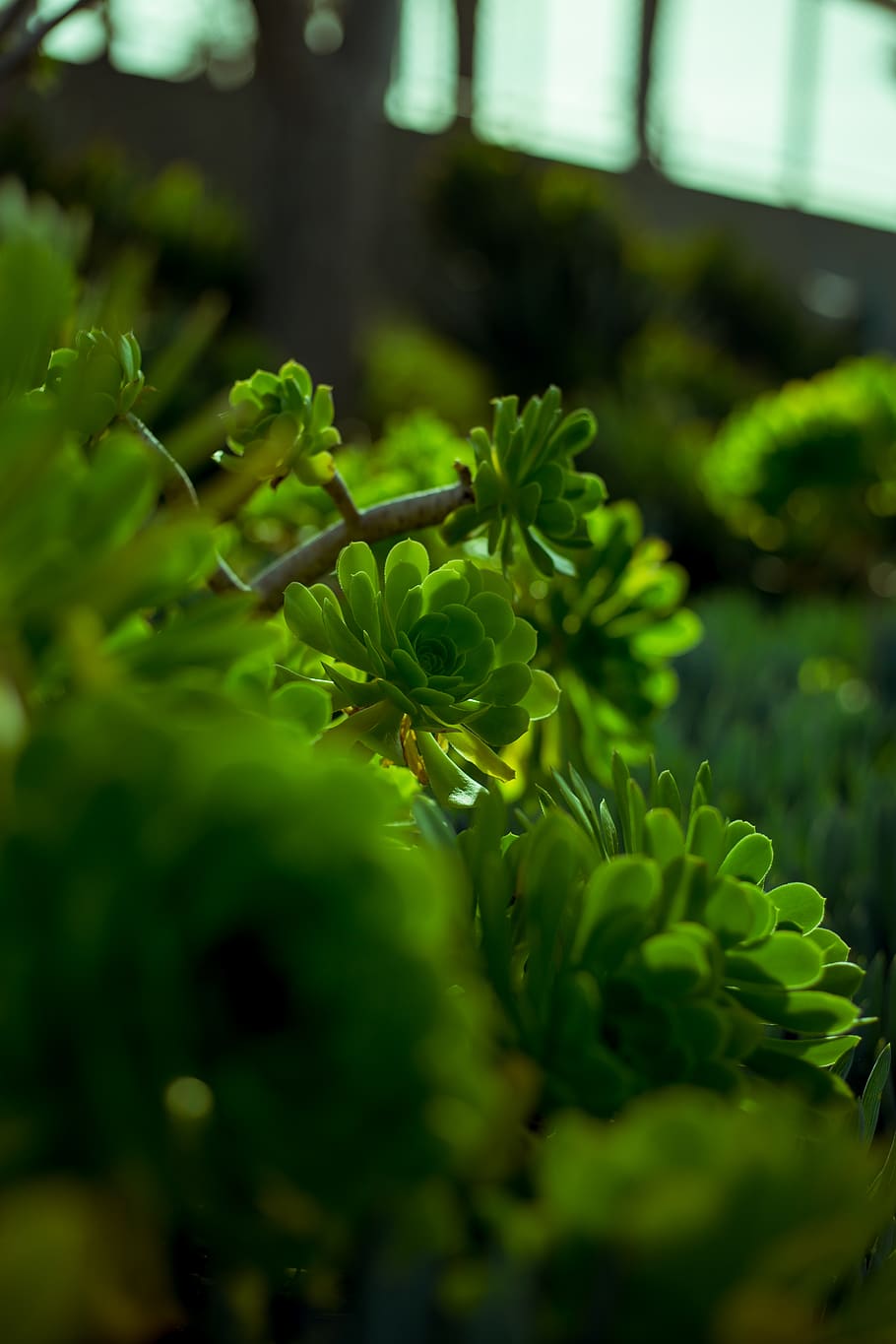 pottery, vase, jar, green, plant, potted plant, vegetation HD wallpaper
