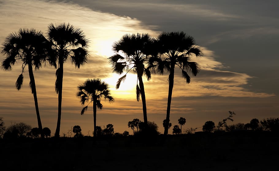 namibia, sky, silhouette, tree, sunset, cloud - sky, palm tree HD wallpaper