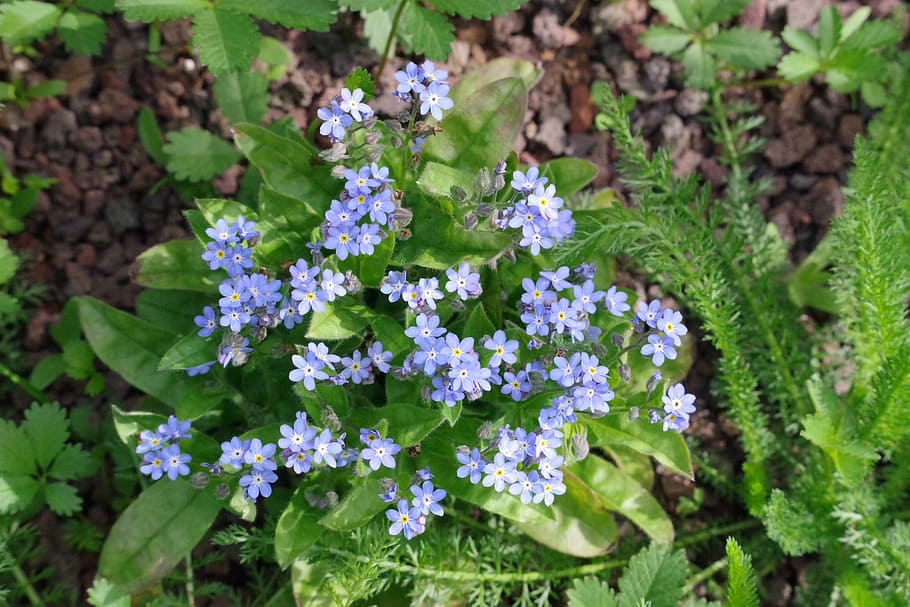 forget me maybe, flowers, garden, spring, plant, blue, flora, HD wallpaper