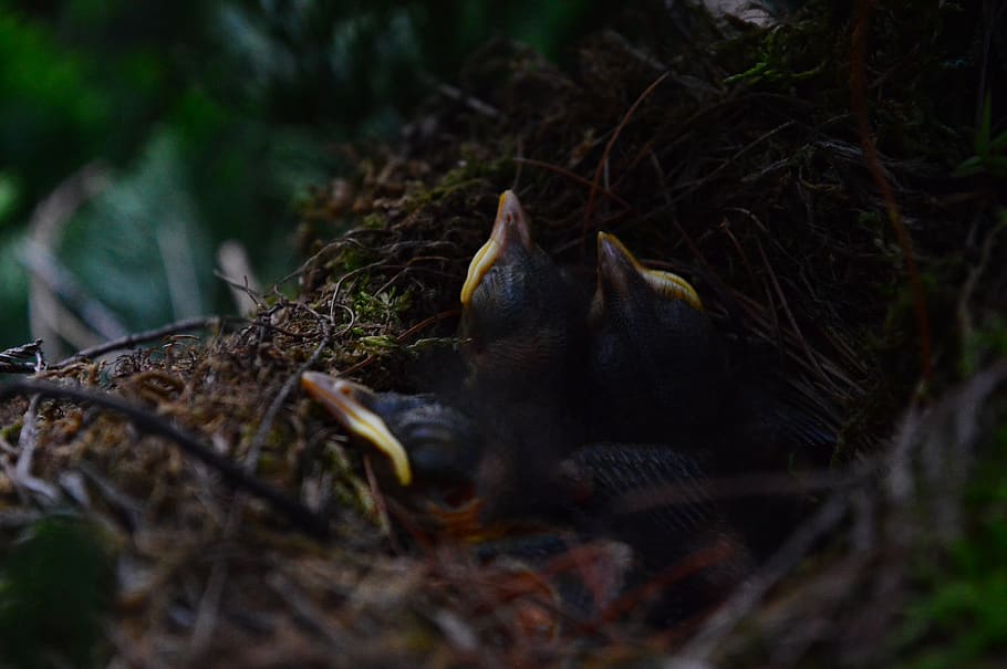 birds on nest, chicks, forest, tree, woodland, birds nest, baby HD wallpaper