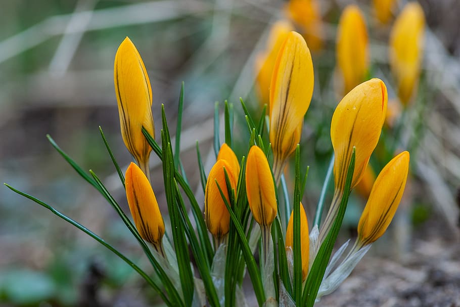 yellow tulip flower, flowering plant, fragility, vulnerability HD wallpaper