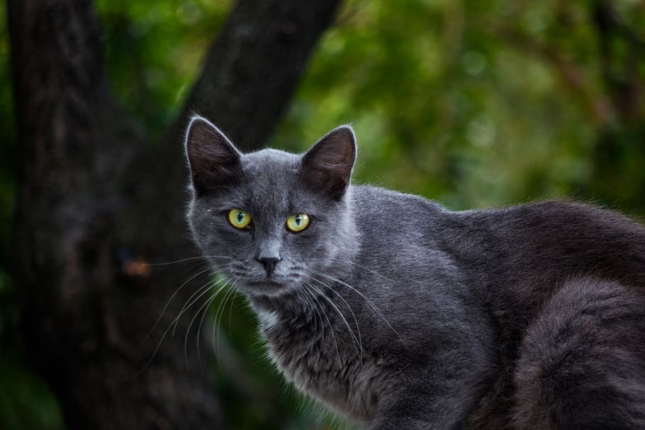 cat, animals, look, animal themes, mammal, one animal, domestic HD wallpaper
