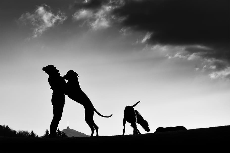 silhouette, man and dog, sky, mammal, cloud - sky, domestic HD wallpaper