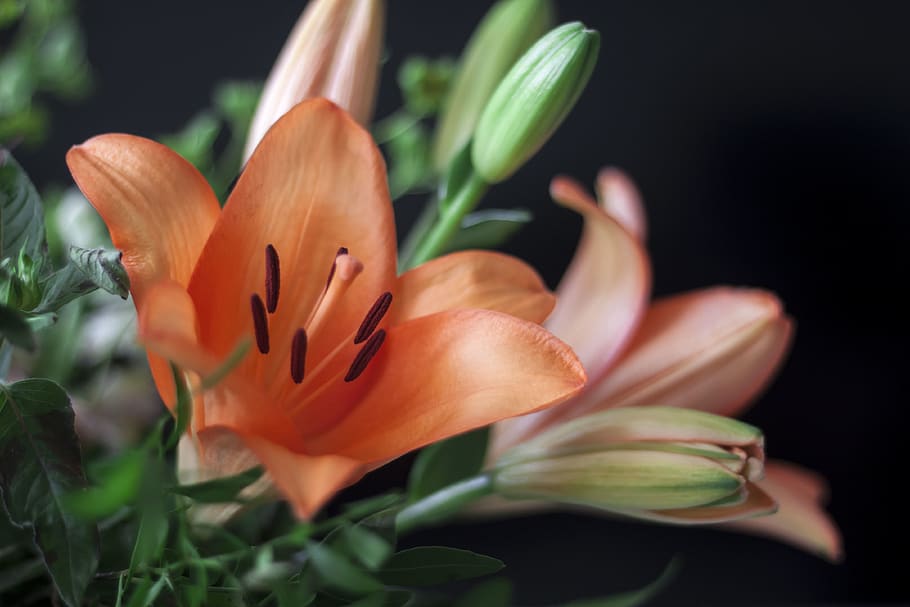 freshness, flowering plant, vulnerability, petal, beauty in nature HD wallpaper