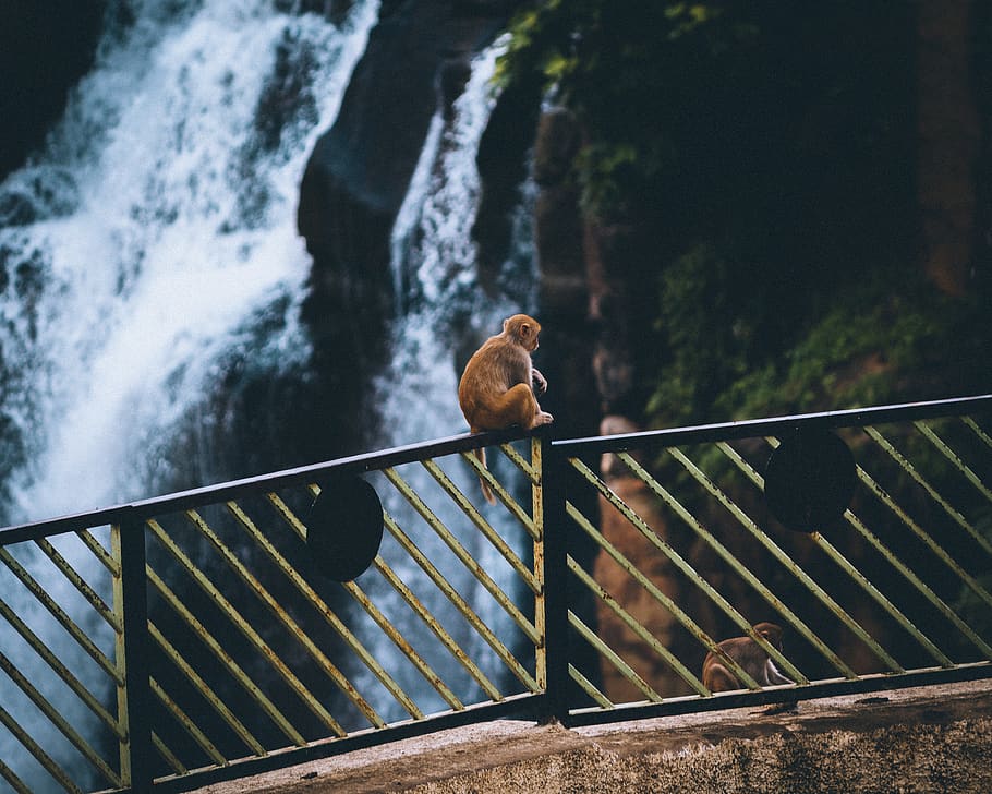 brown monkey sitting beside waterfalls, animal themes, one animal HD wallpaper