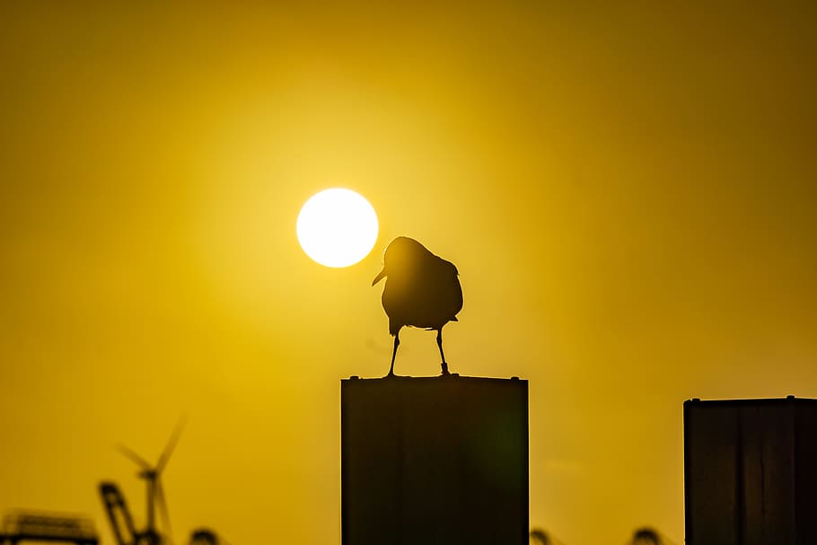 seagull, hamburg, elbe, bird, nature, port, animal, animal world HD wallpaper