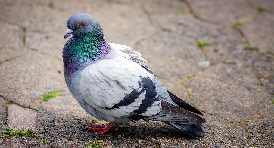 pigeon, stone, ground, bricks, bird, nature, rest, city, iridescent HD wallpaper