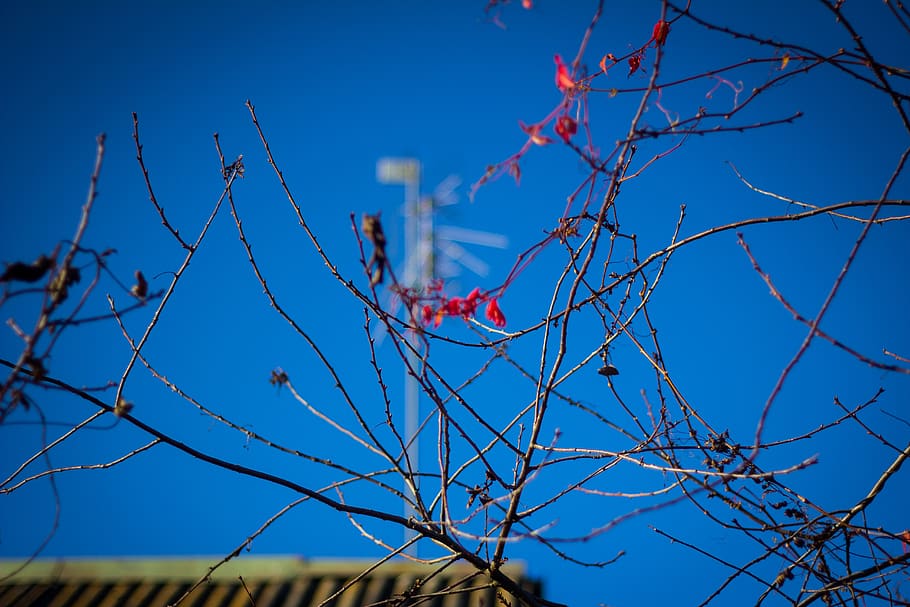 russia, kaluga, tree, blue, branch, sky, plant, no people, nature HD wallpaper