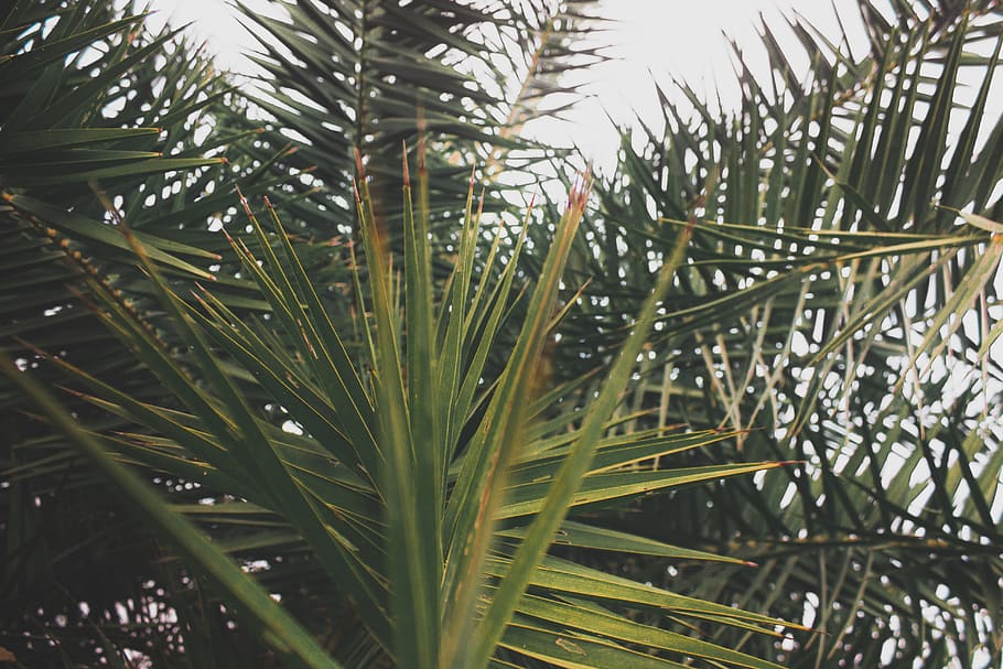 Green Palm Trees, bright, close-up, colors, daylight, environment HD wallpaper